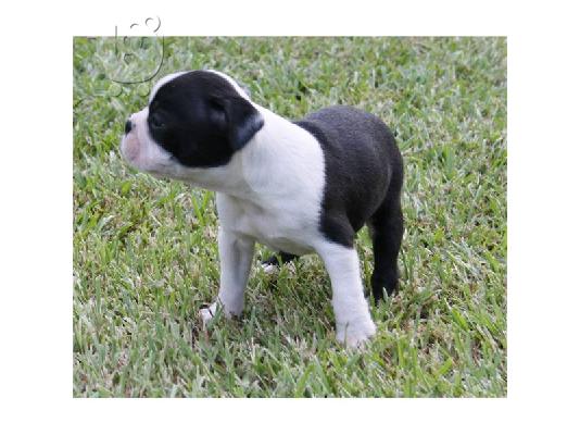 Boston Terrier κουτάβια (LUCY) για υιοθεσία